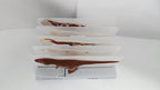 T-Rex Anatomy Sliced Diorama | Interactive Layered Dinosaur Lab Display Model