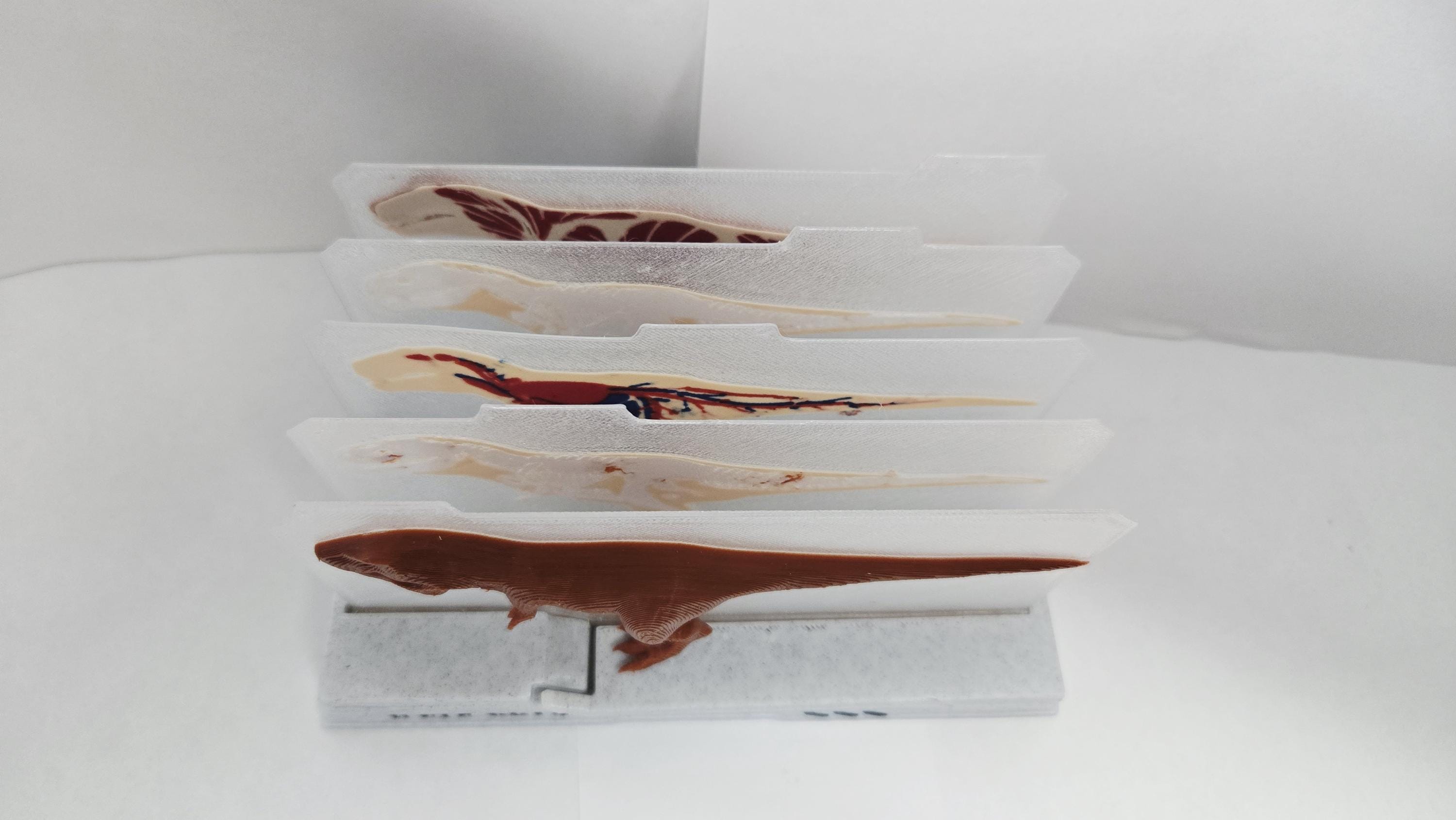 T-Rex Anatomy Sliced Diorama | Interactive Layered Dinosaur Lab Display Model