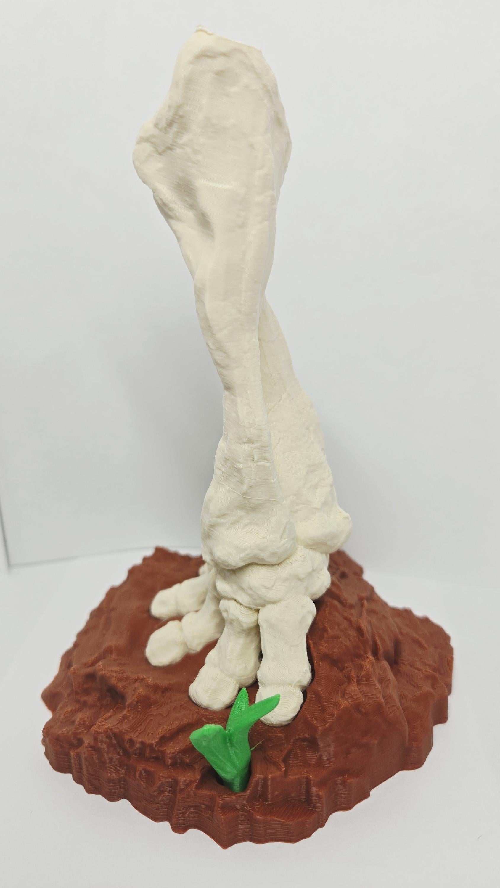 Left side profile view of the Stegosaurus bone display showing the thickness, skeletal alignment, and base depth