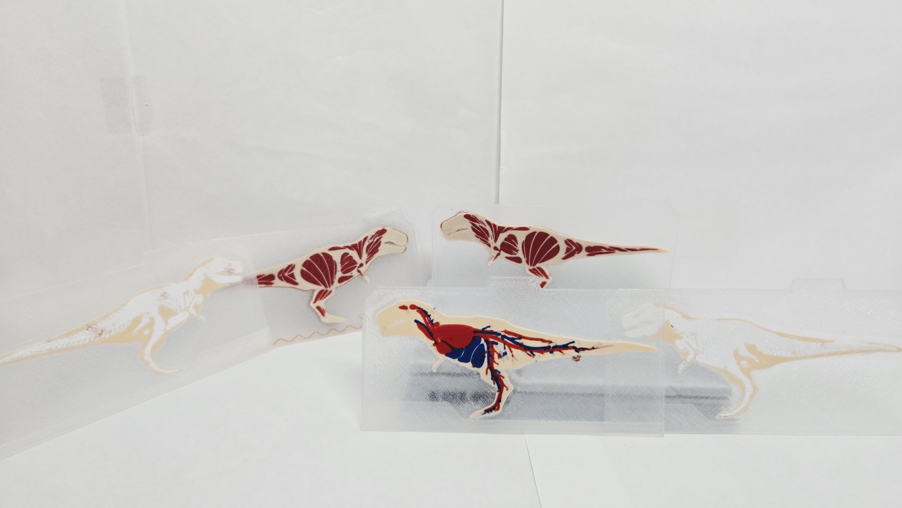 The individual translucent T-Rex anatomy panels removed and laid out to showcase the separate full-color muscle, bone, and organ layers