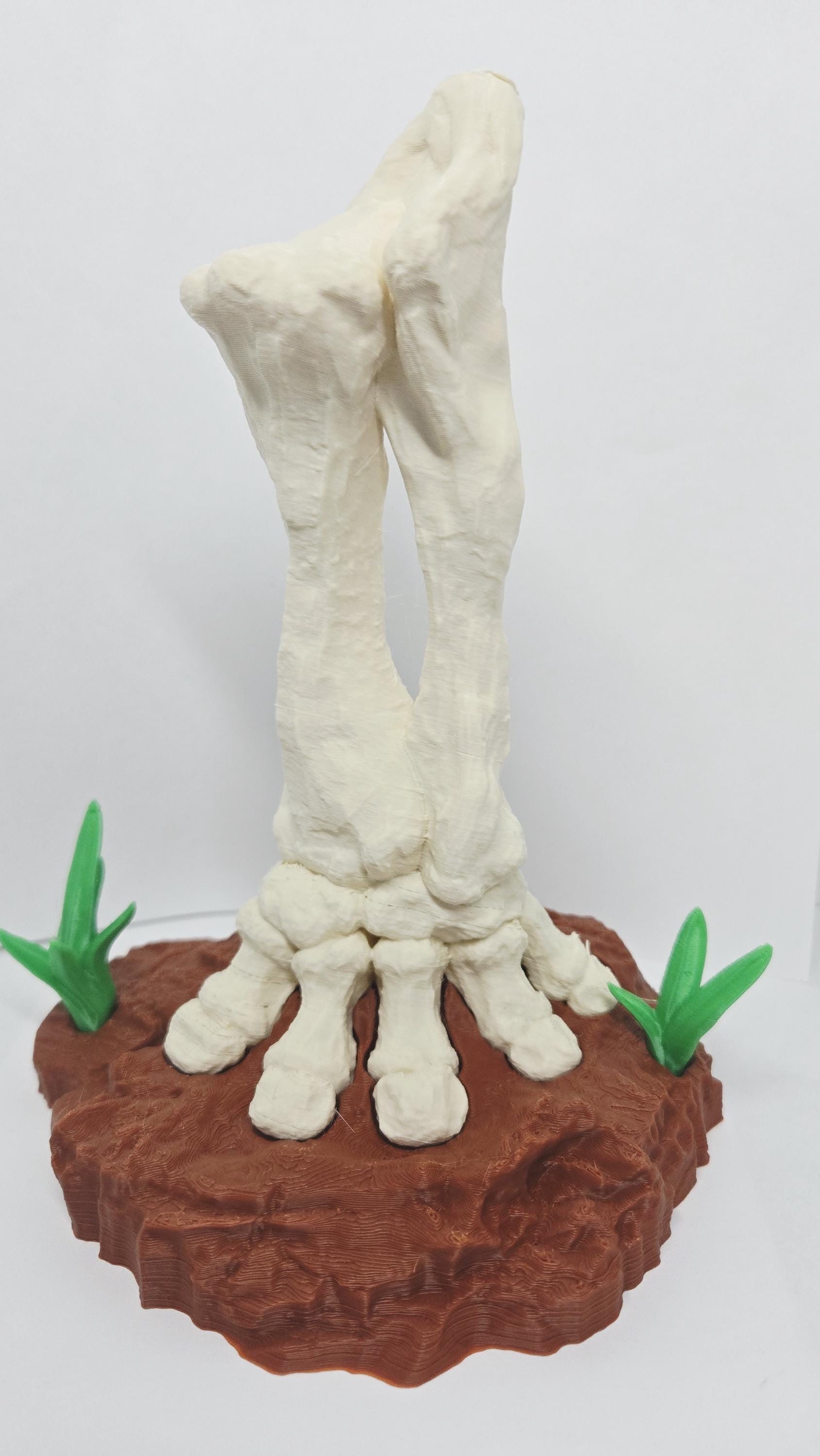 Straight front-on view highlighting the organic bone texture and detailed toe structure of the Stegosaurus foot replica